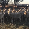 Merino ewes