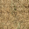 2 x B-Double Loads of  Barley Hay
