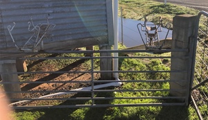 A pair of Lamb Marking Cradles for Sale