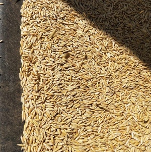 Yarran Oats Seed