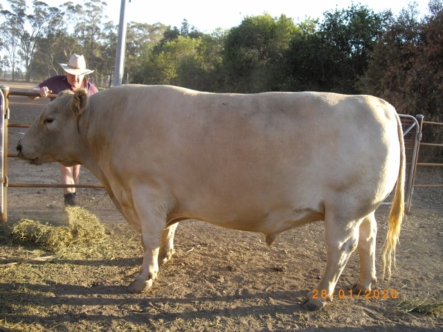 Pure Bred Murray Grey Bull