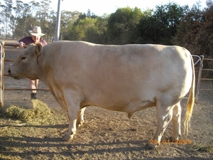 Pure Bred Murray Grey Bull