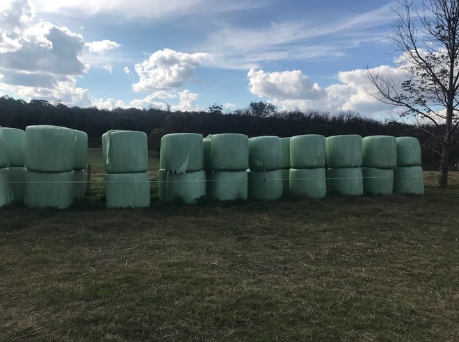 66 x Millet Silage 4x4 Round Bales