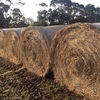 Grass Hay Round Bales 