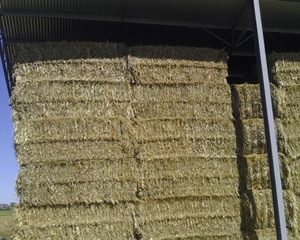 Clover Rye Hay 8x4x3 Bales