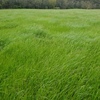 Very HQ Silage For Sale