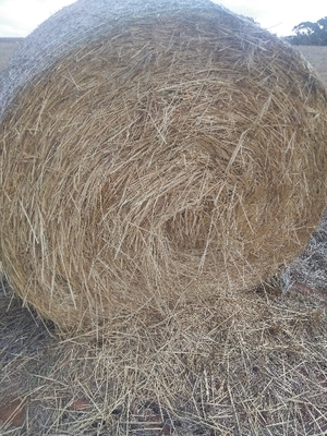 Barley Hay 5x4 Round Bales 