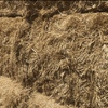 Barley Straw - Shedded 