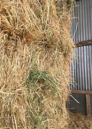 Pasture Hay in 8 String 8x4x3 Bales