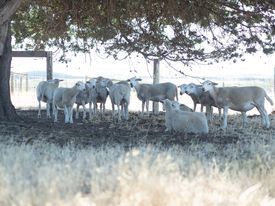 Australian White Wethers