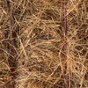 1000 x Pasture Hay Small Squares