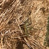 Rye Grass Straw
