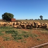 First Cross Ewes x 70