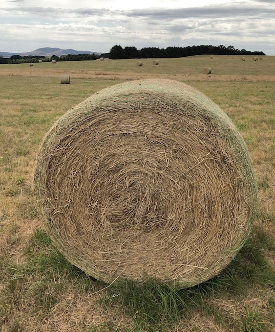 Good Quality Pasture Hay - 400 Rolls 