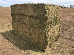 Canola Hay