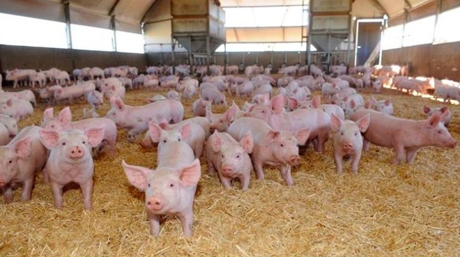 WANTED Piglets & Porkers