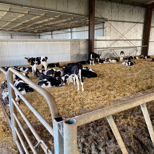 WANTED - Fresian X Bull Calves Gardield Warrigal Area