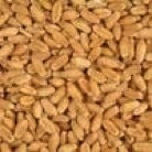 WANTED: 5 to 10 Tonne of Naparoo Wheat Seed.