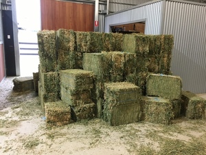 WANTED Prime Compressed Lucerne Small Bales