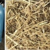 Castlegate James Nutra-grow *750kg Ensiled Bales* Available in Vic, SA and Southern NSW