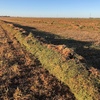 300mt Vetch Hay 730kg 8x4x3 Bales