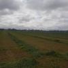 Lucerne Hay Second Cut