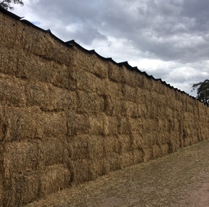 200mt Wheat Straw 570kg 8x4x3 Bales