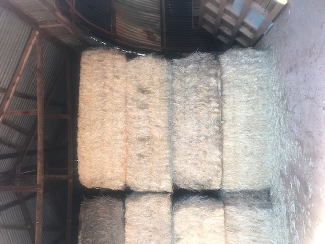 Canola Hay 8x4x3 Bales