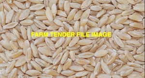 New Variety Wheat Seed off Irrigation For Sale