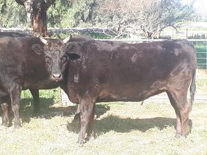 2 Wagyu Heifers for sale 