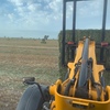 High Quality shedded Vetch hay