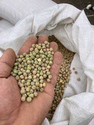 15mt Dun Peas
