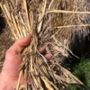 200mt Wheaten Straw 8x4x3 Bales