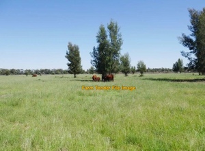 WANTED Agistment for Dry Steers between 100 - 500hd.