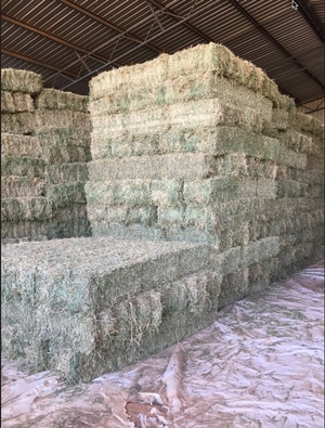 Lucerne Small Squares x 4,000