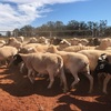 300 dorper ewes for sale