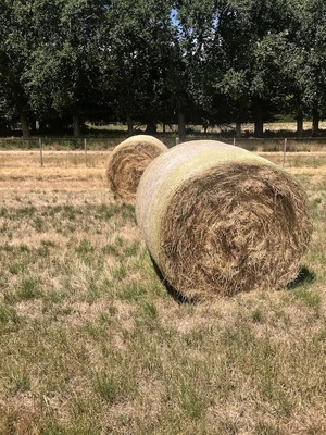 2018 Rye Grass Hay