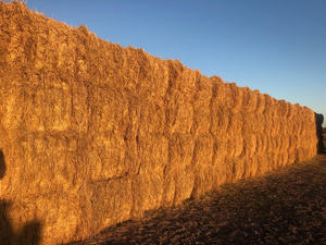 RICE STRAW - New season 