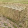 Vetch Hay Baling now