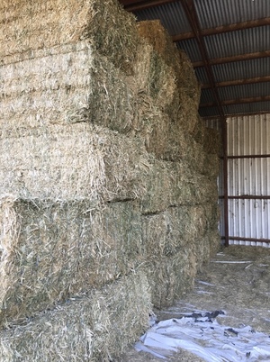 CANOLA HAY - 8x4x3  Shedded and ready for loading