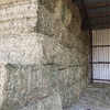 CANOLA HAY - 8x4x3  Shedded and ready for loading