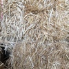 Barley Straw 540kg 8x4x3 Bales