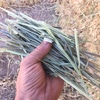 New Season Wheaten Hay 550-600kg 8x4x3 Bales