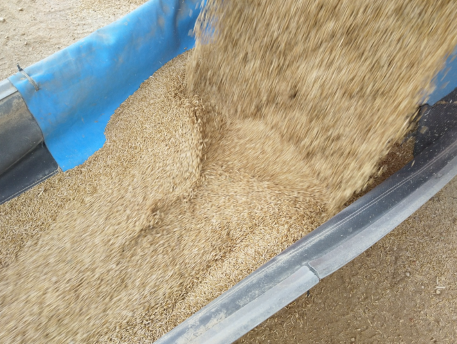 30mt Hay Oat Seed