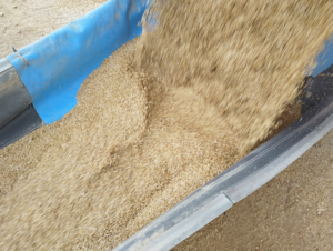 30mt Hay Oat Seed