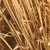 New Season Wheaten & Barley Straw
