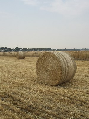 Wheat Straw