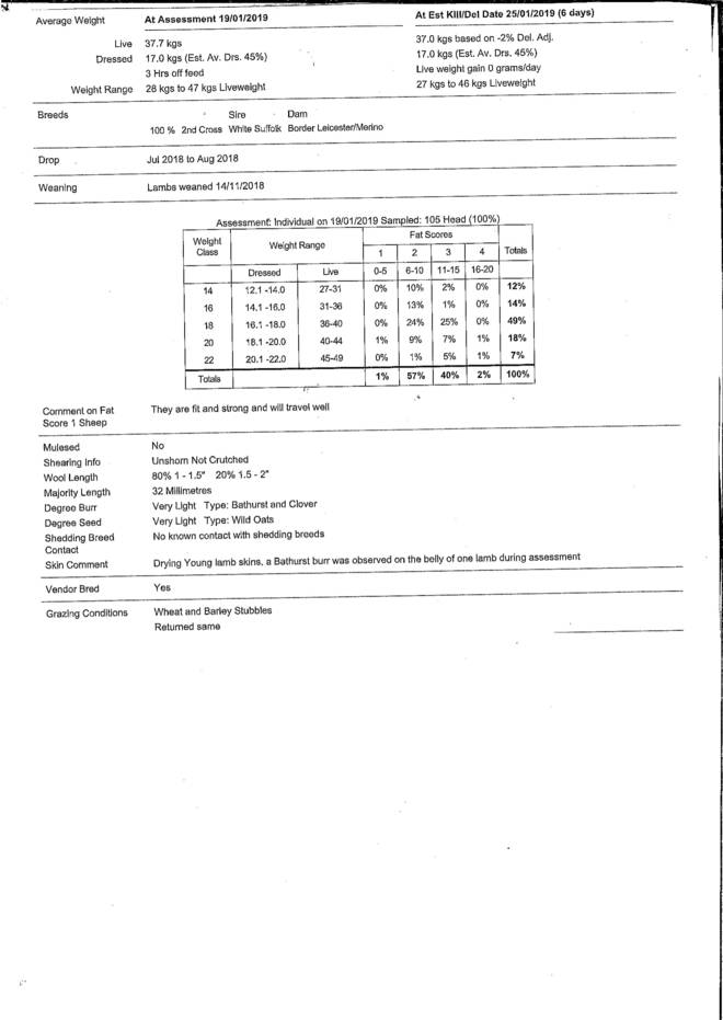 Nice line of 2nd Cross White Suffolk X Border/Merino Lambs