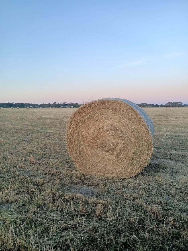 Rye Grass Clover Hay