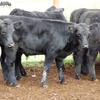 44 angus steers EU accredited